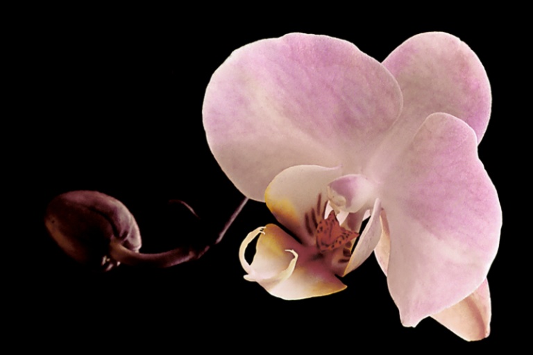 Orchid
